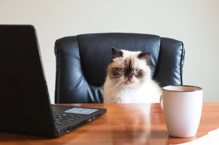 chat assis a un bureau