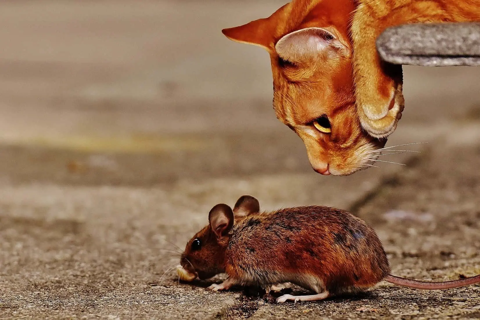 Chat attrapant une souris