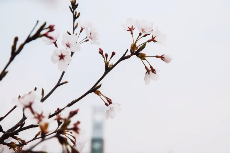 arbre en fleur