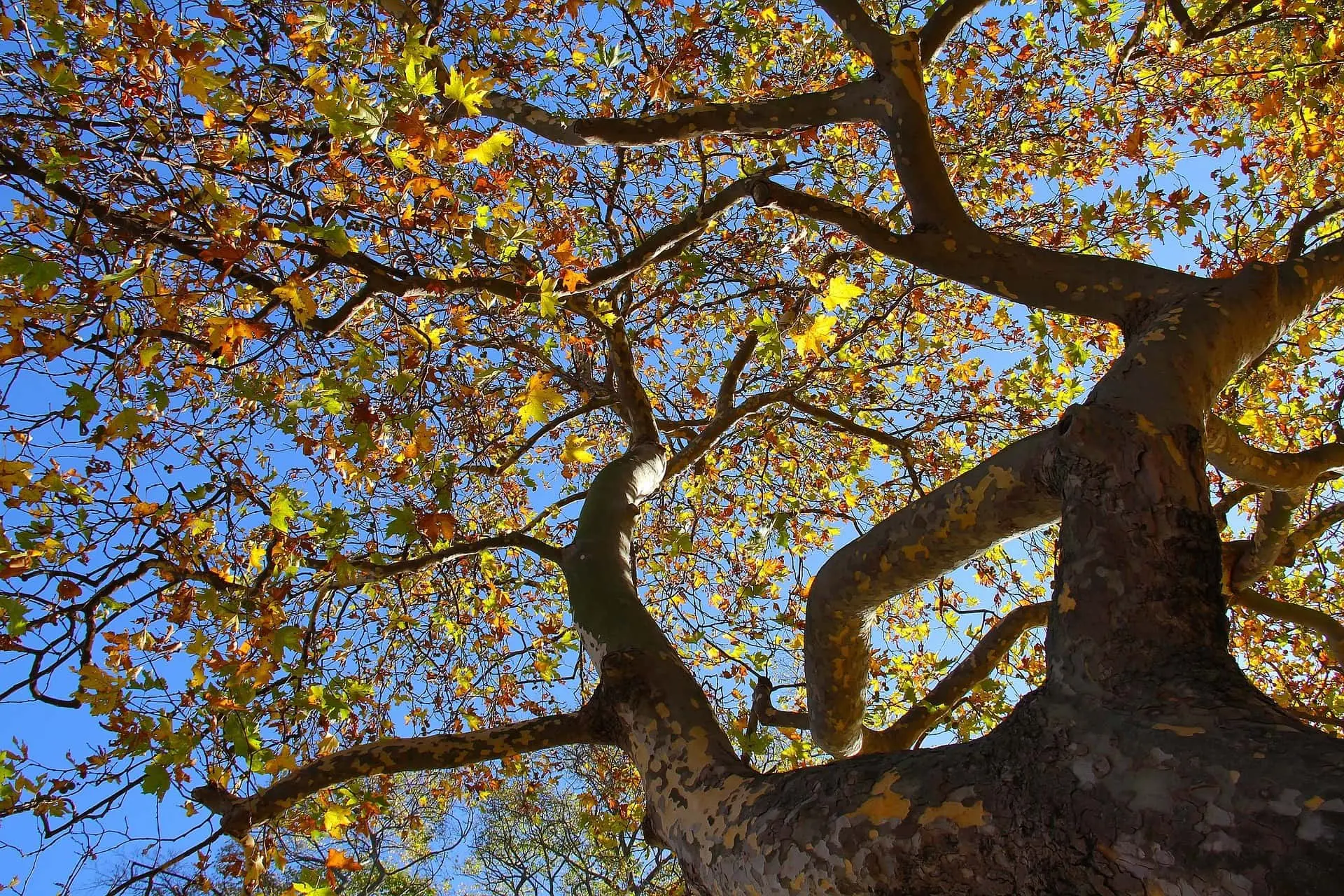arbre en automne